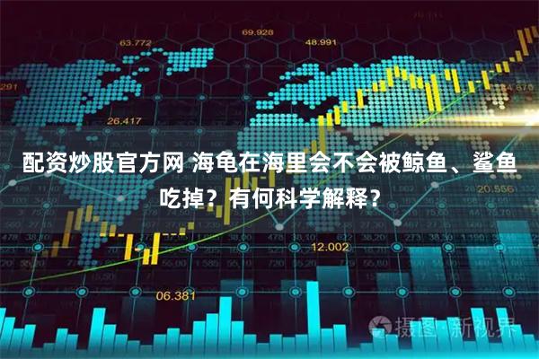 配资炒股官方网 海龟在海里会不会被鲸鱼、鲨鱼吃掉？有何科学解释？